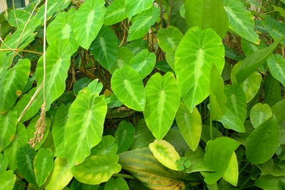 Echinodorus subulatus Alismataceae