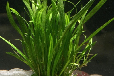 Echinodorus tenellus Alismataceae