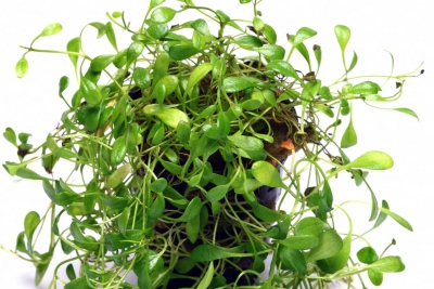 Glossostigma elatinoides Phrymaceae