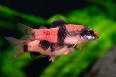 Haludaria fasciata Cyprinidae