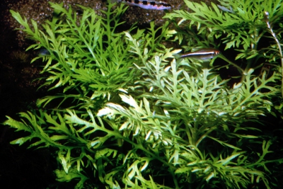 Hygrophila difformis Acanthaceae