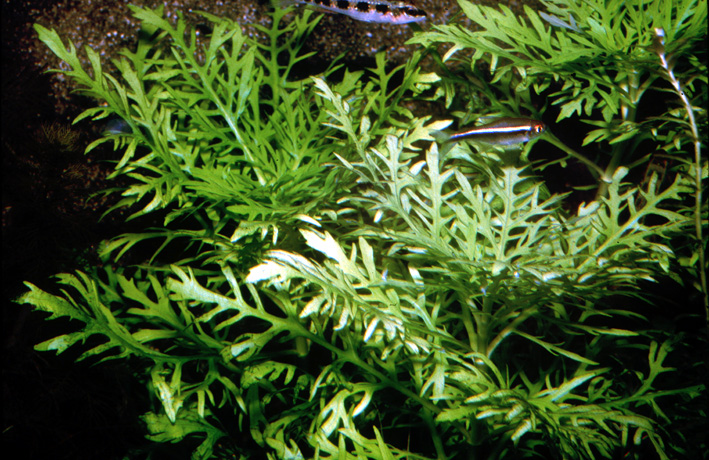 Hygrophila difformis