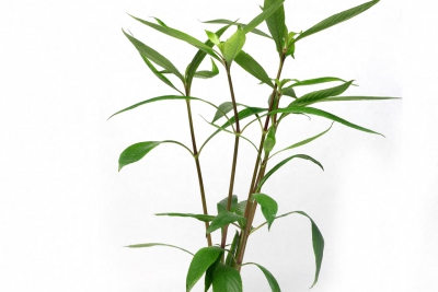 Hygrophila salicifolia Acanthaceae