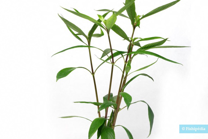 Hygrophila salicifolia