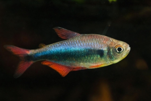 Hyphessobrycon margitae