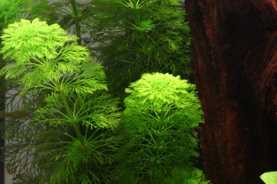 Limnophila heterophylla Plantaginaceae