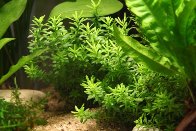 Mayaca fluviatilis Mayacaceae