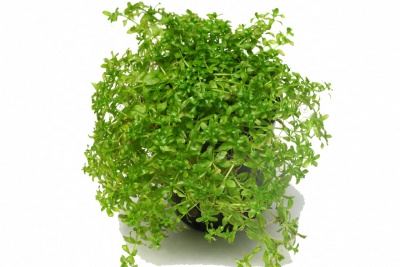 Micranthemum micranthemoides Linderniaceae