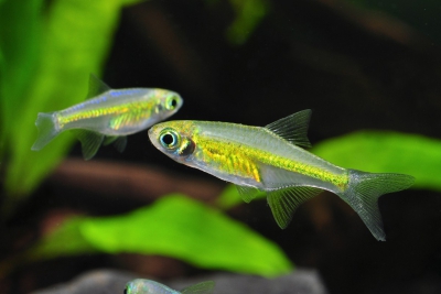 Rasbora émeraude Danionidae