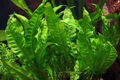 Microsorum pteropus Polypodiaceae