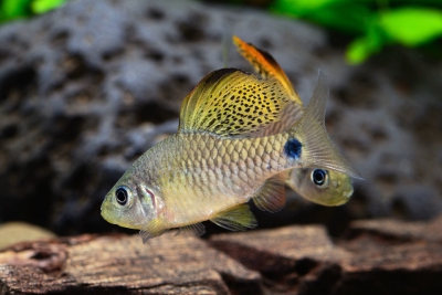 Oreichthys crenuchoides Cyprinidae
