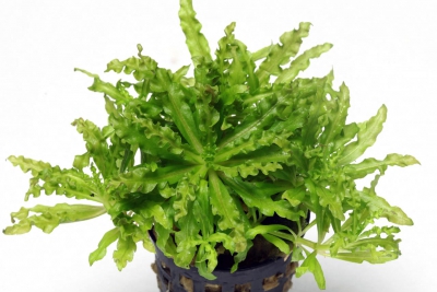 Pogostemon helferi Lamiaceae