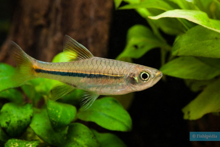 Rasbora sarawakensis