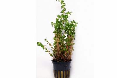 Rotala rotundifolia Lythraceae