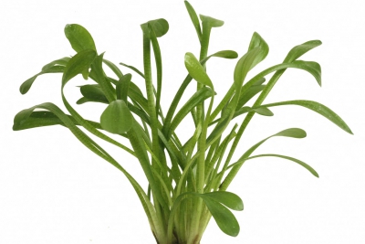 Sagittaria teres Alismataceae