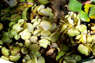 Salvinia auriculata Salviniaceae