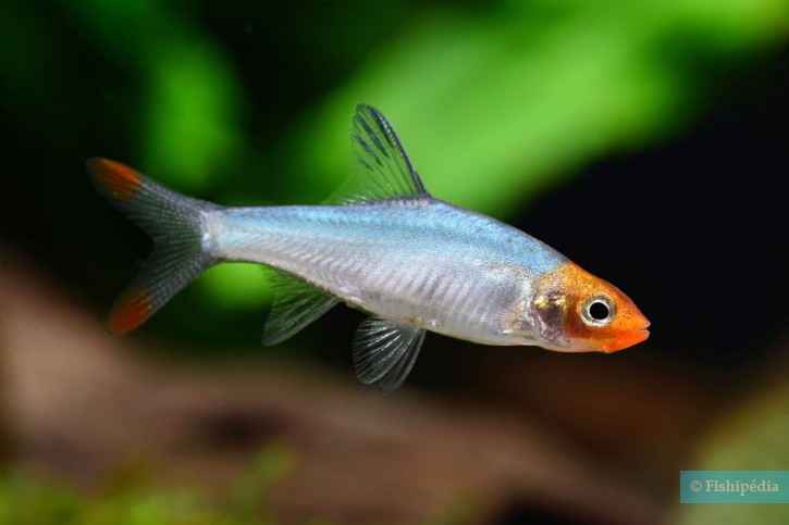 Sawbwa resplendens