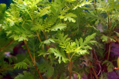 Hygrophila triflora Acanthaceae