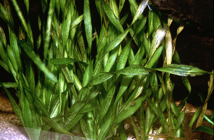 Vallisneria spiralis