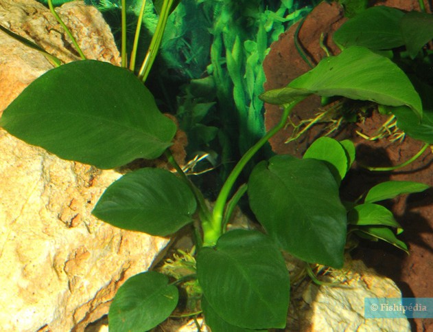 Anubias barteri