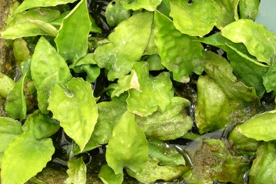 Cryptocoryne cordata Araceae