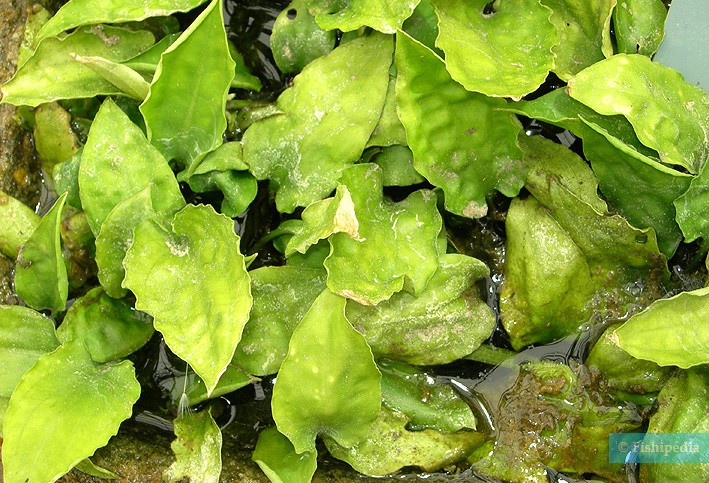 Cryptocoryne cordata