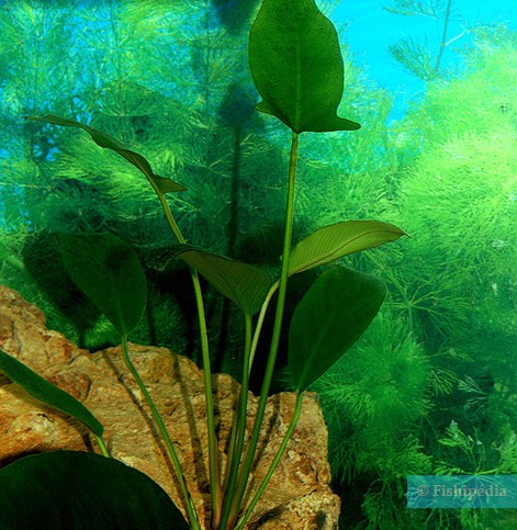 Anubias gilletii