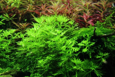 Hottonia palustris Primulaceae