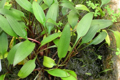 Cryptocoryne lucens Araceae