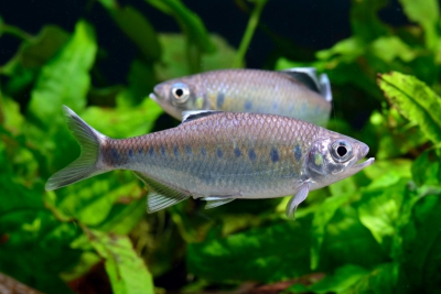 Barilius bakeri Danionidae