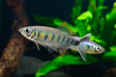 Barilius canarensis Danionidae