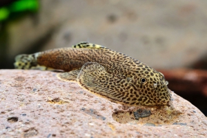 Beaufortia leveretti