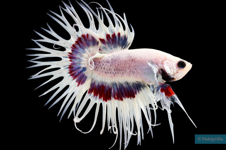 photographie - Napat Polchoke