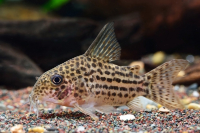 Corydoras araguaiaensis Callichthyidae