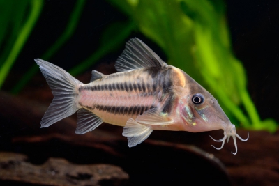 Corydoras bifasciatus Callichthyidae