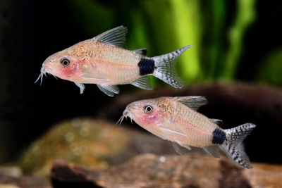 Corydoras guapore Callichthyidae