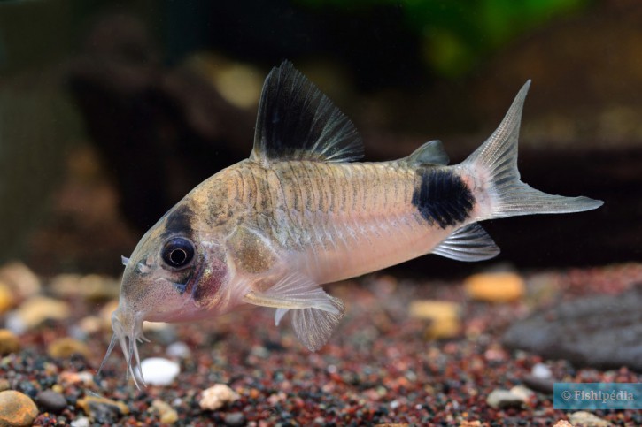 Corydoras panda