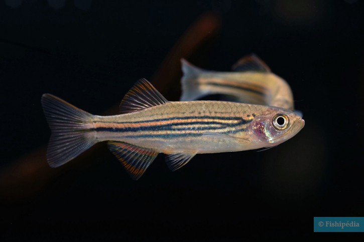 Danio meghalayensis