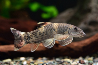 Garra flavatra Cyprinidae