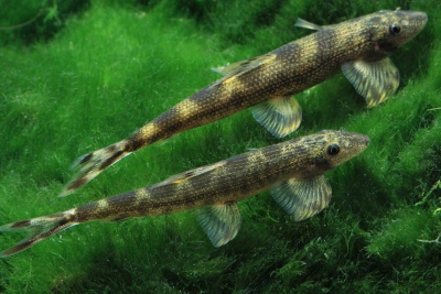 Homaloptera tweediei Balitoridae