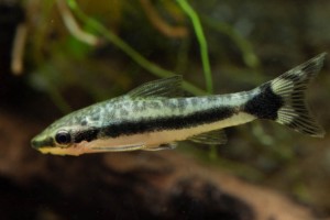 Otocinclus hoppei