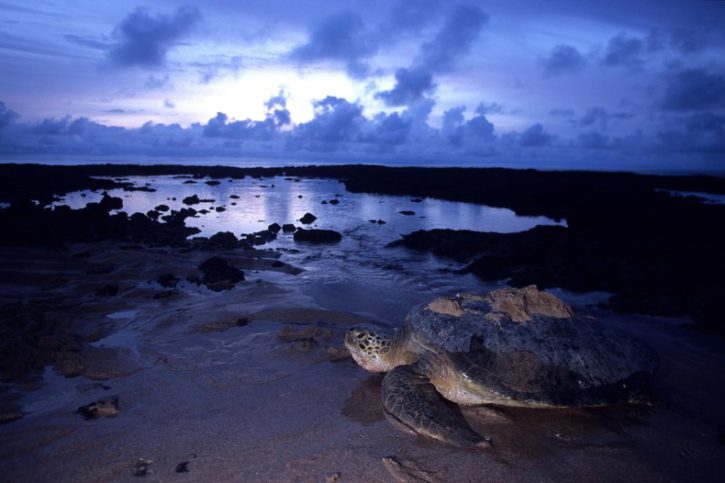 photographie - Héllio & Van Ingen