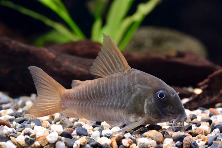 Corydoras concolor