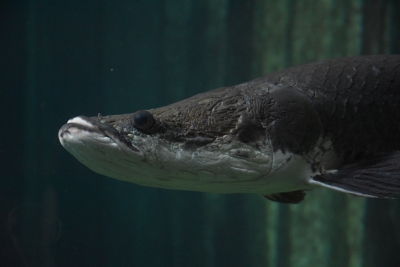 arapaima Arapaimidae