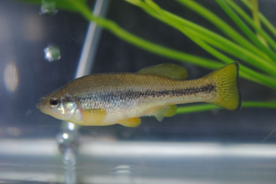 Ilyodon furcidens Goodeidae