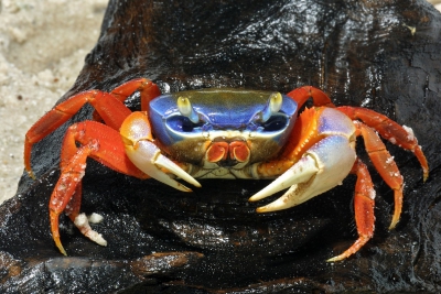 crabe tricolore Gecarcinidae