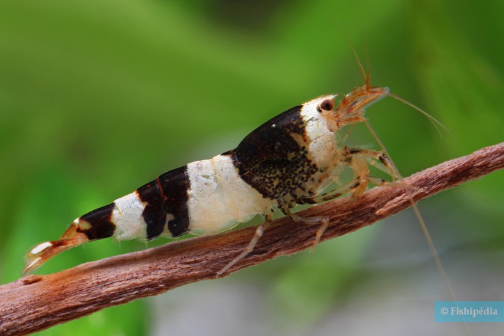 Caridina logemanni “Bee”