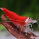 picture of Caridina logemanni “Super Crystal Red”