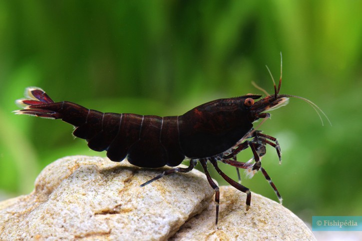 Caridina mariae “Black Tiger”