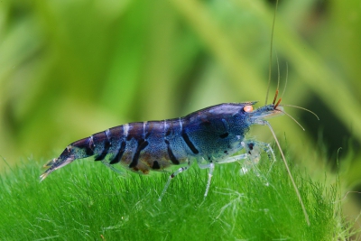 Caridina mariae “Blue Tiger” Atyidae